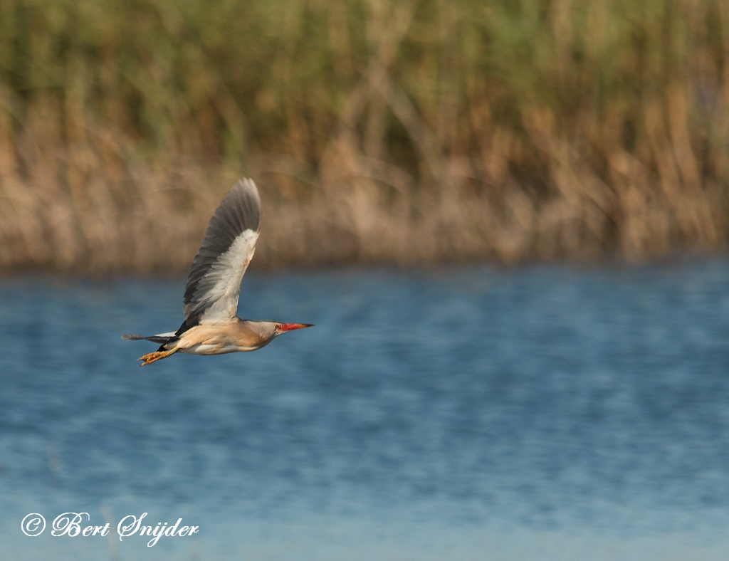 Little Bittern Birding Portugal