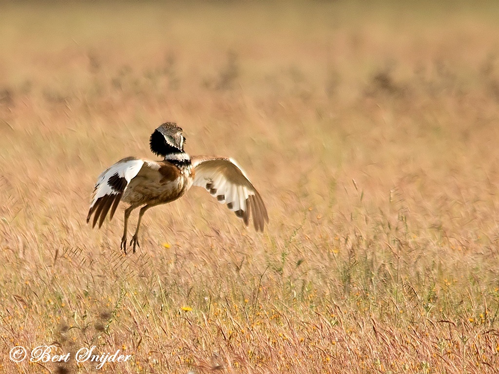 Little Bustard Birding Portugal