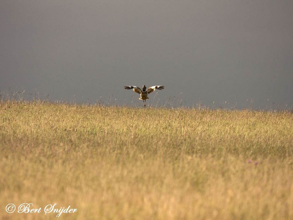 Little Bustard Birding Portugal