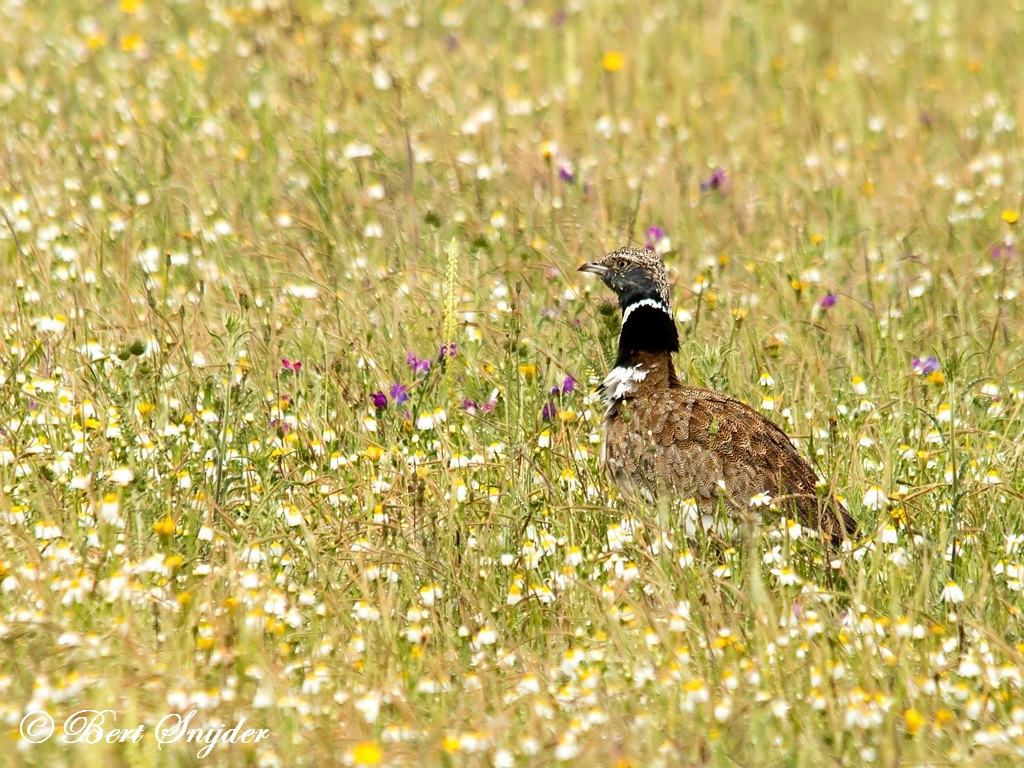 Little Bustard Birding Portugal