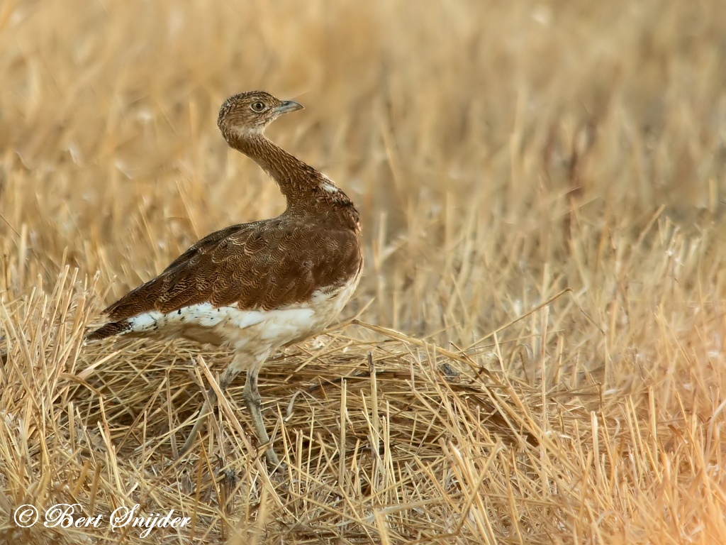 Little Bustard Birding Portugal