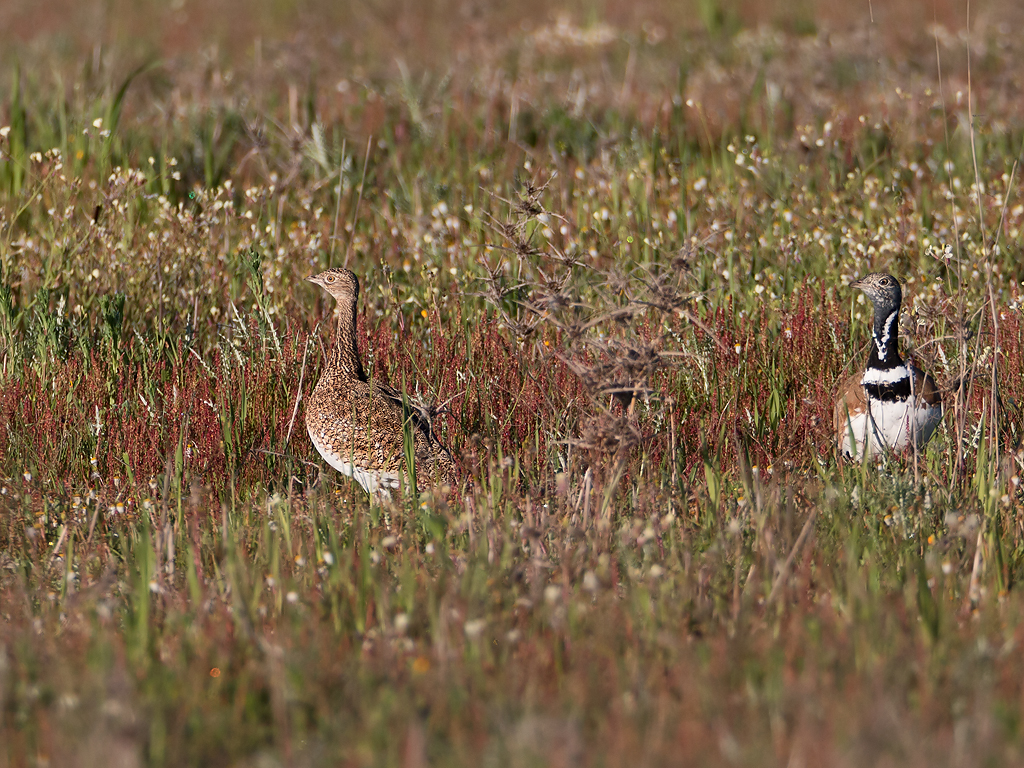 Little Bustard Birding Portugal