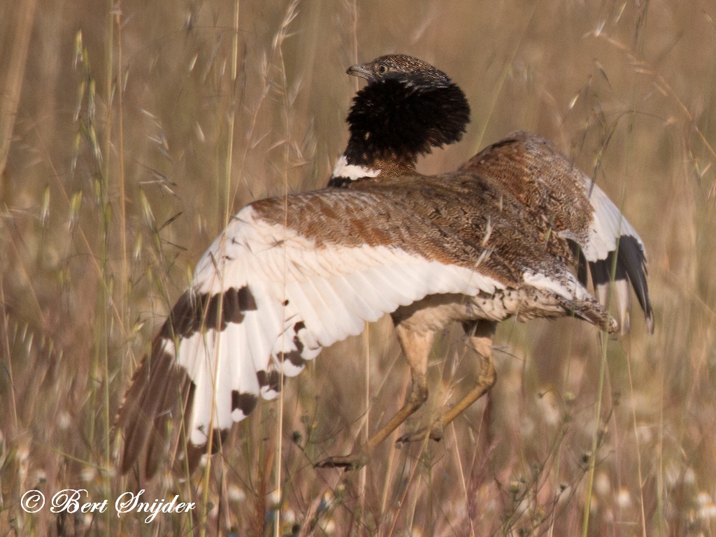 Little Bustard Birding Portugal