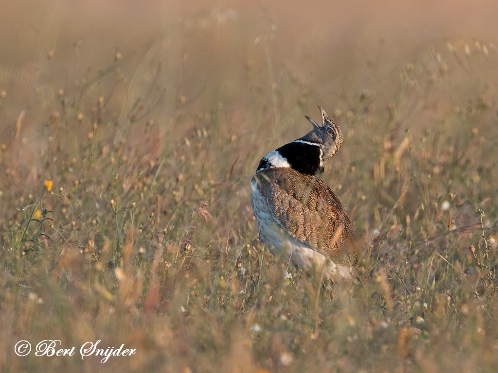 Little Bustard Birding Portugal