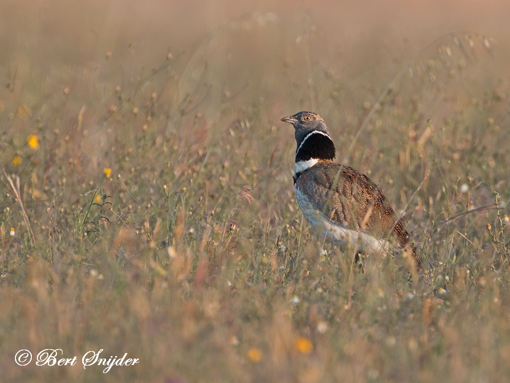 Little Bustard Birding Portugal