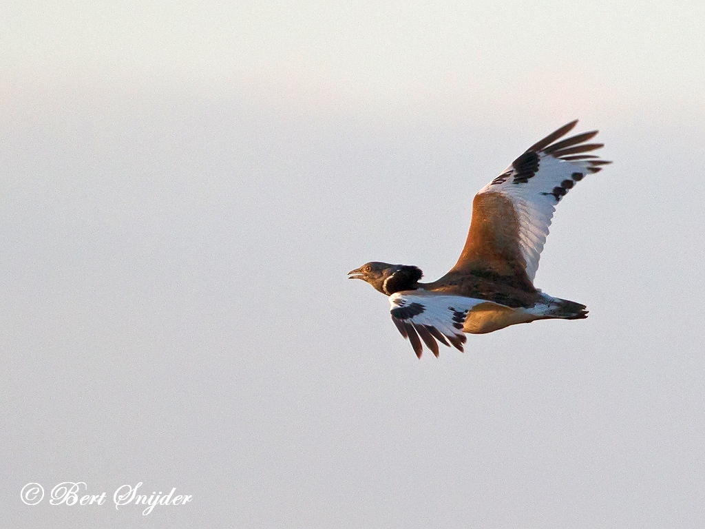 Little Bustard Birding Portugal