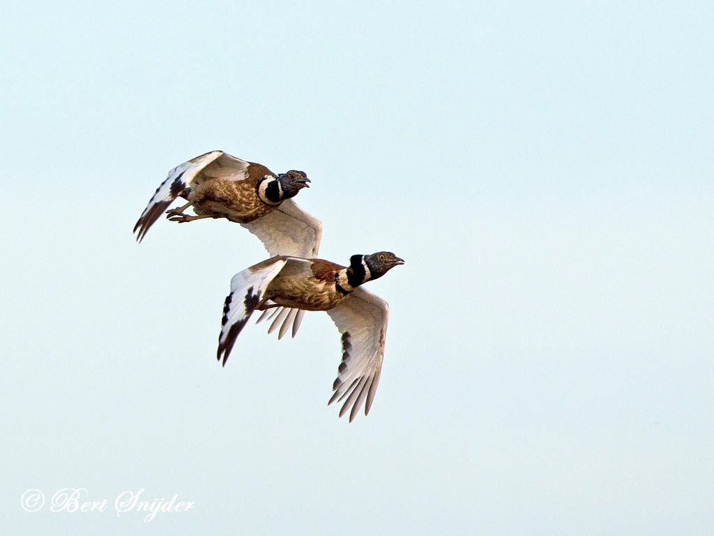 Little Bustard Birding Portugal