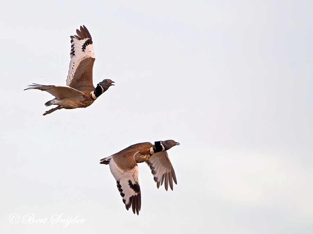 Little Bustard Birding Portugal