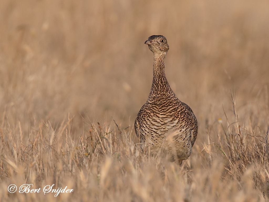 Little Bustard Birding Portugal