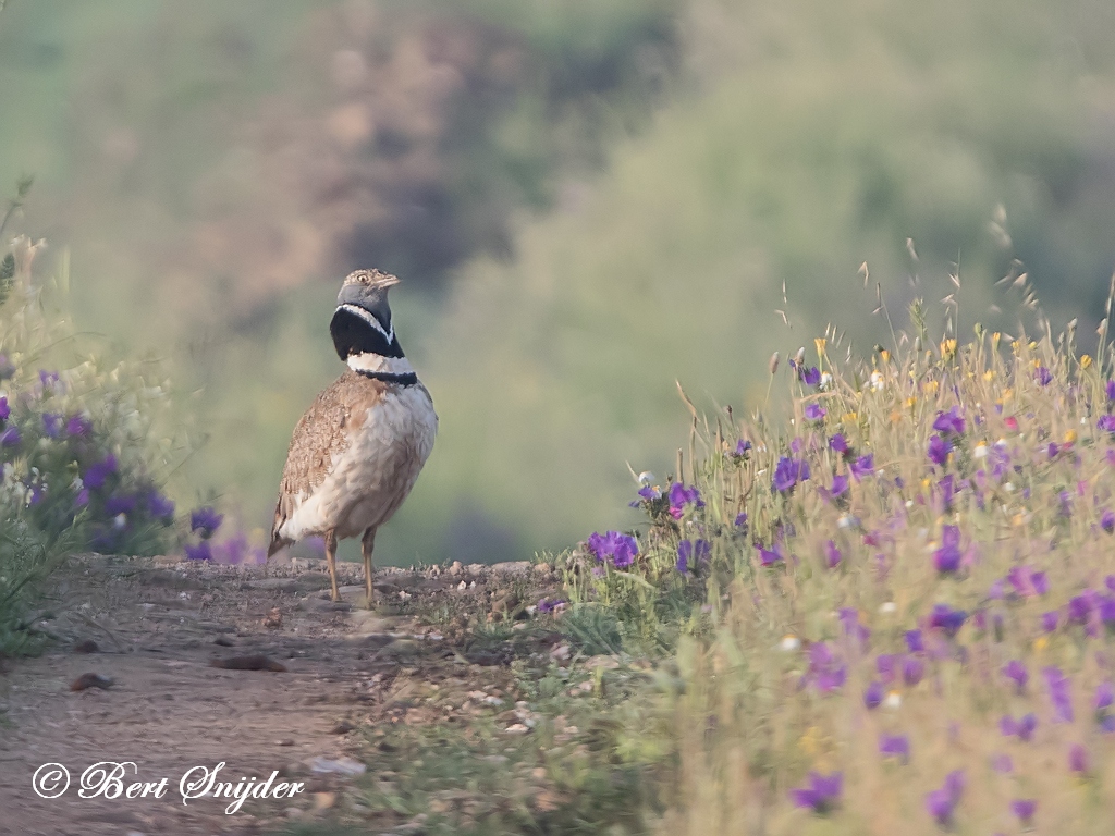 Little Bustard Birding Portugal