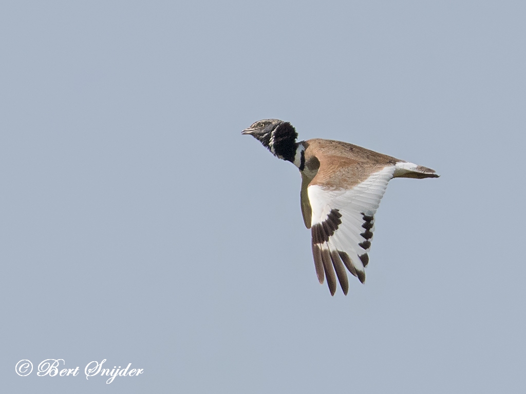 Little Bustard Birding Portug