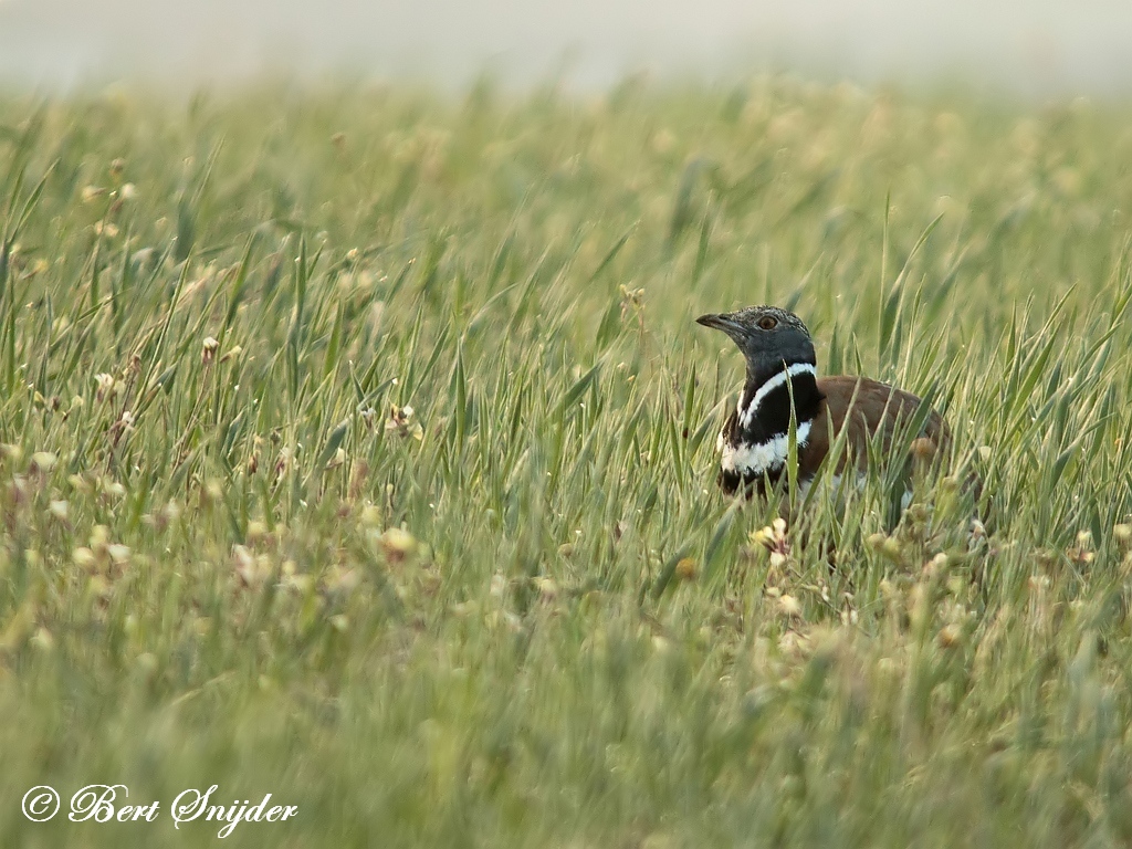 Little Bustard Birding Portugal