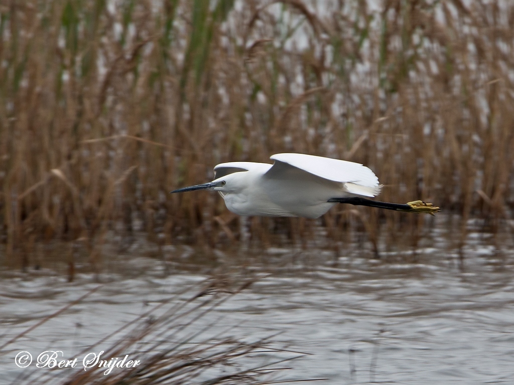 Little Egret Bird Hide BSP2 Portugal