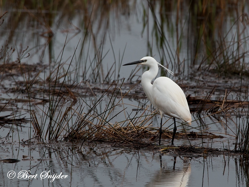 Little Egret Bird Hide BSP2 Portugal