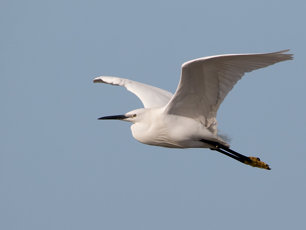 Little Egret Bird Hide BSP3 Portugal