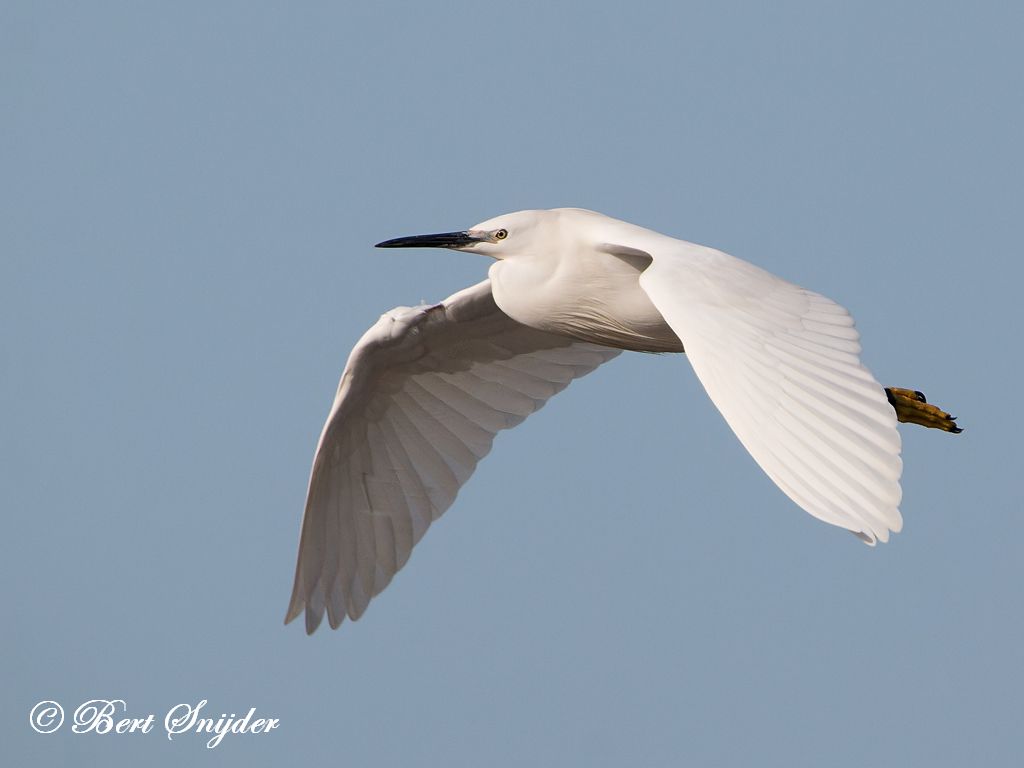 Little Egret Birding Portugal