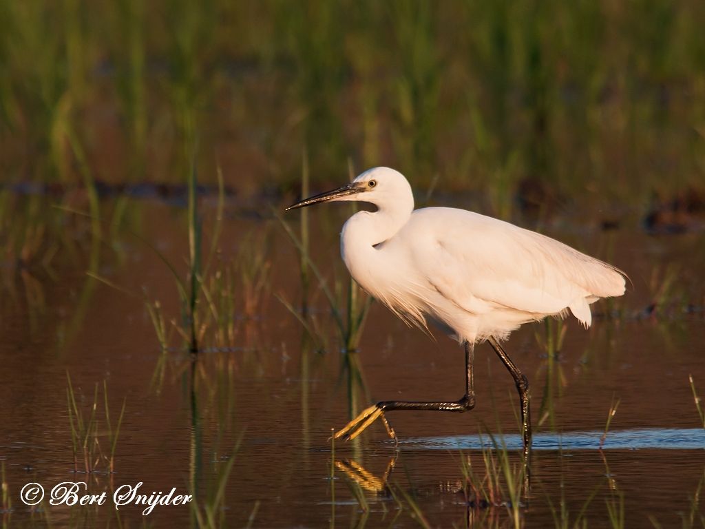 Little Egret Birding Portugal