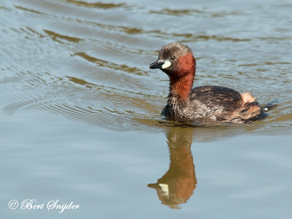 Little Grebe Birding Portugal