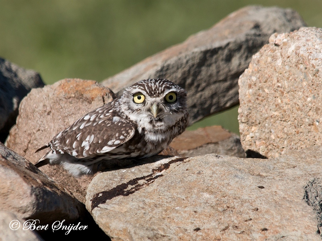 Little Owl Birding Portugal