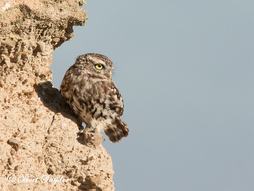 Little Owl Birding Portugal