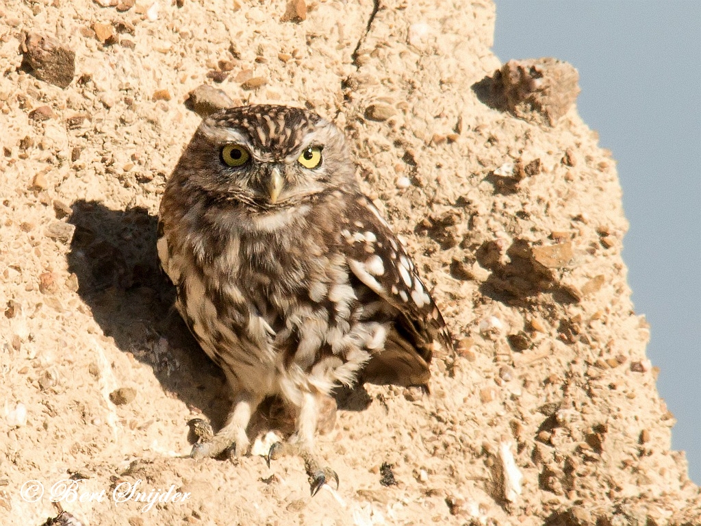 Little Owl Birding Portugal