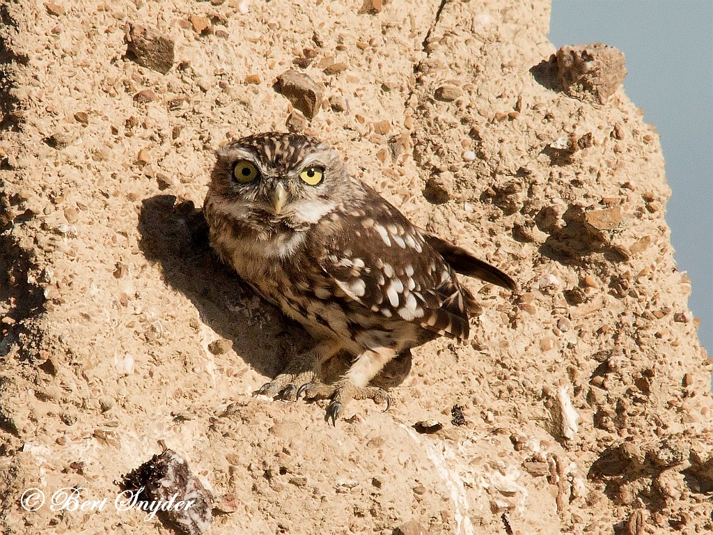 Little Owl Birding Portugal