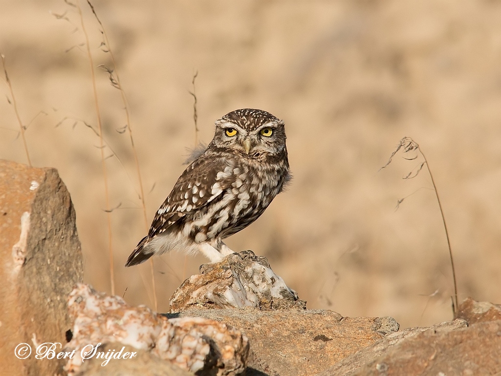 Little Owl Birding Portugal