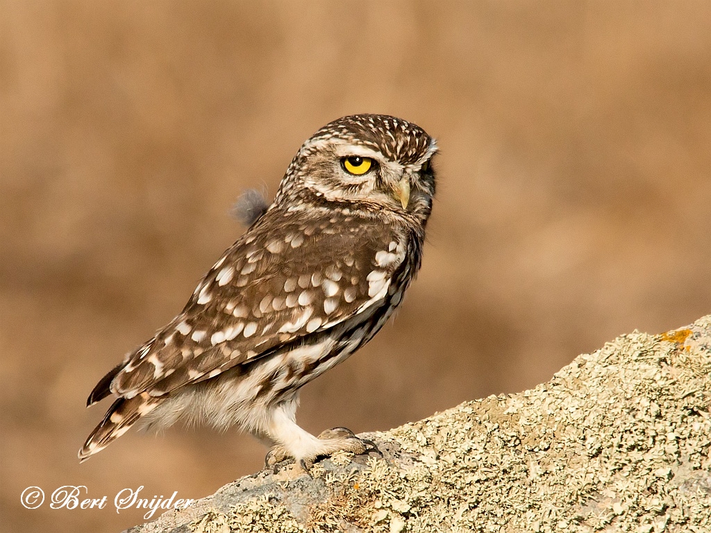 Little Owl Birding Portugal