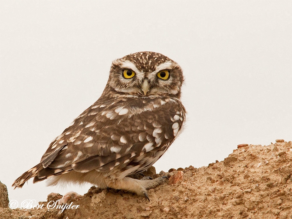 Little Owl Birding Portugal