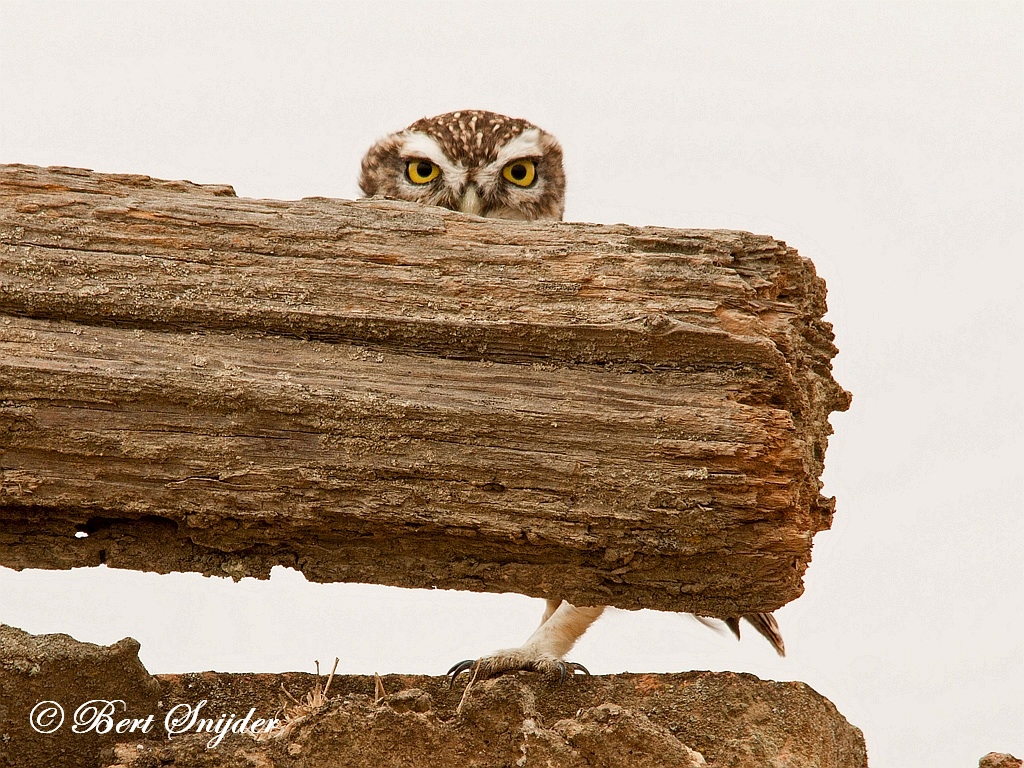 Little Owl Birding Portugal