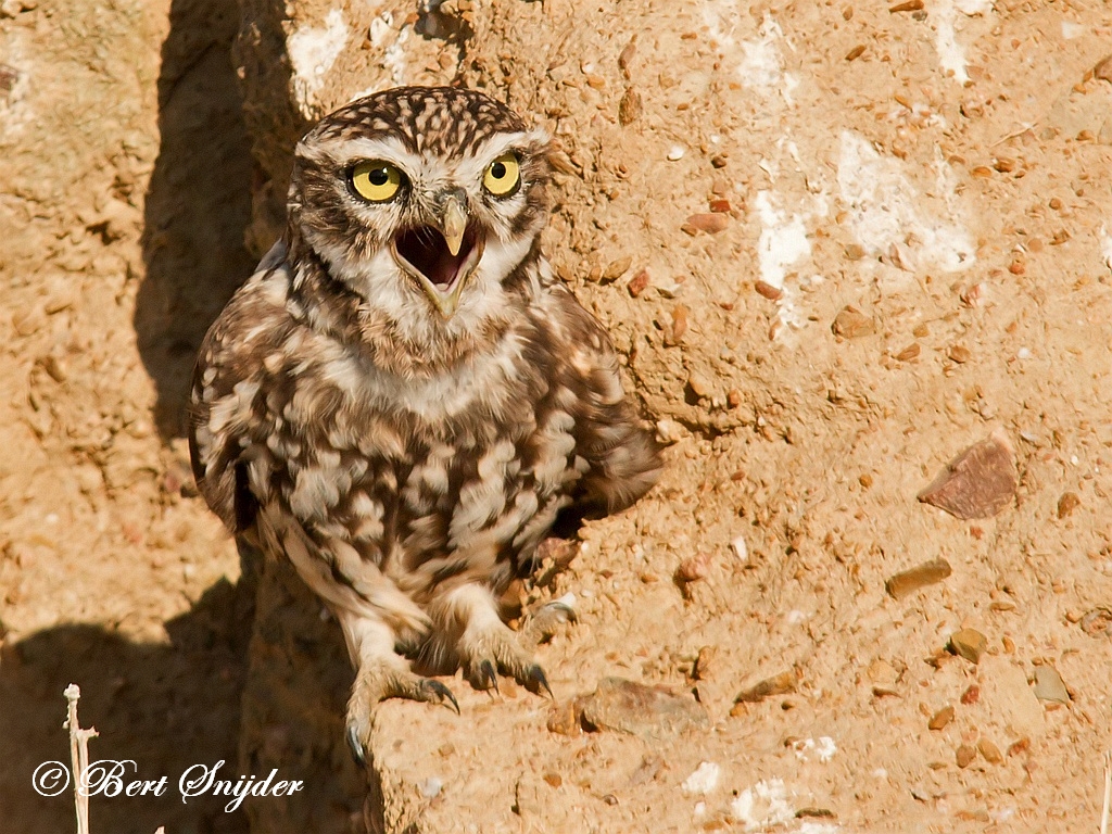 Little Owl Birding Portugal