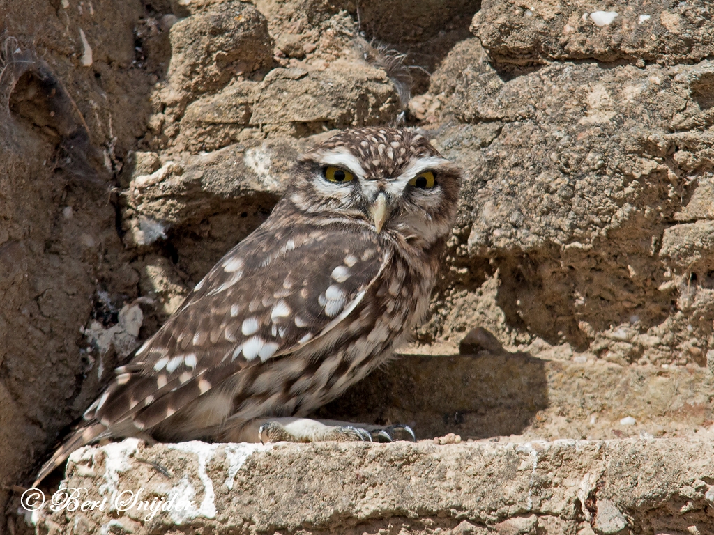 Little Owl Birding Portugal