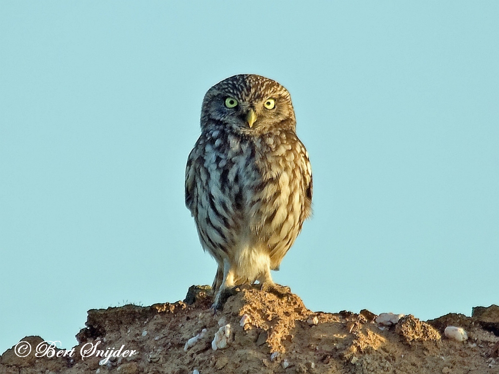 Little Owl Birding Portugal