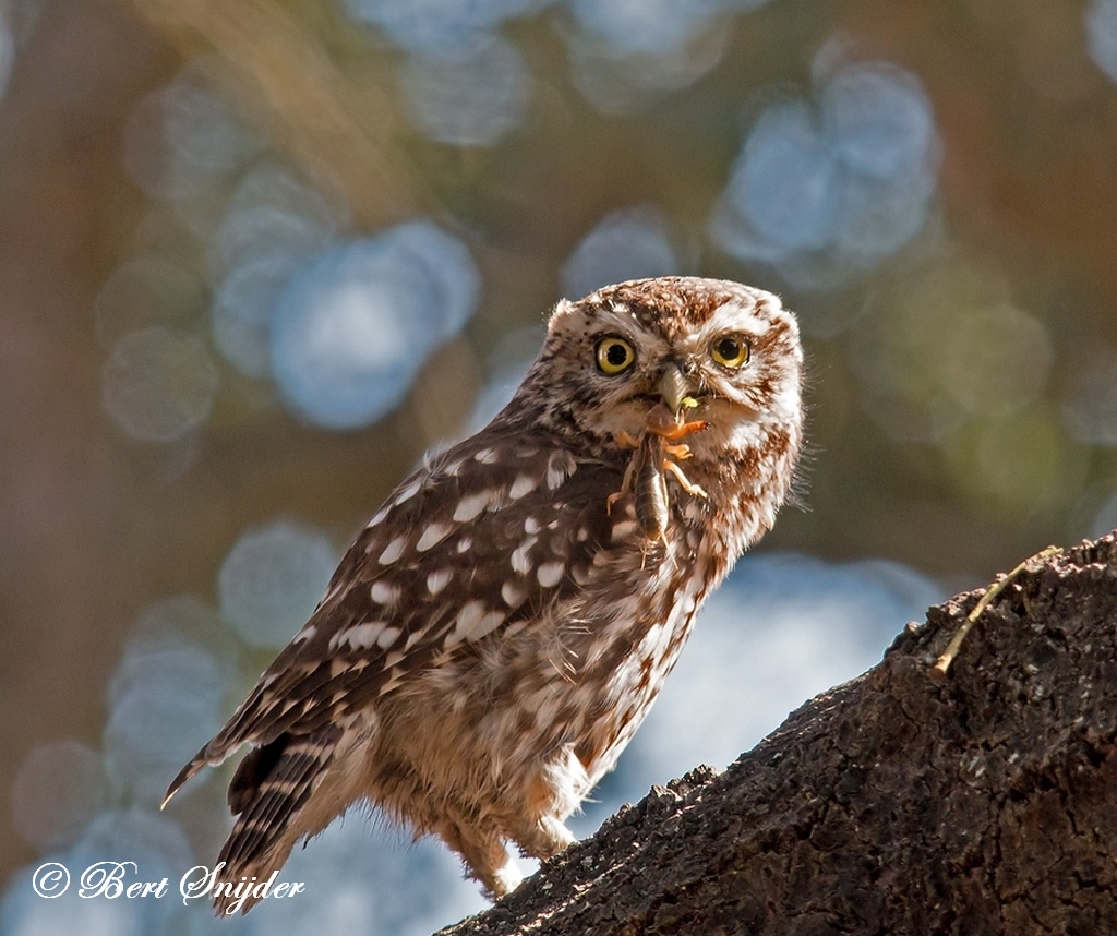 Little Owl Birding Portugal