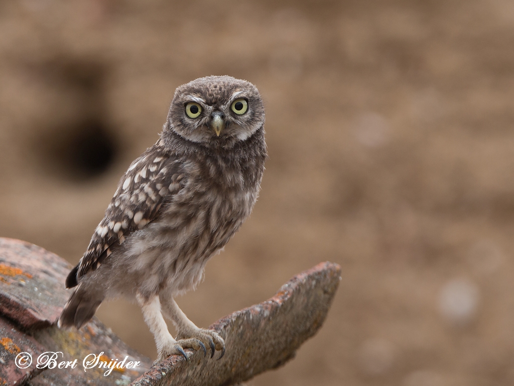 Little Owl Birding Portugal