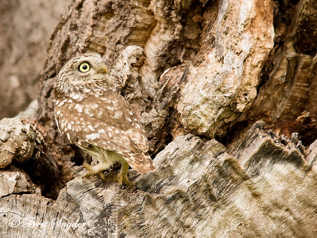 Little Owl Birding Portugal