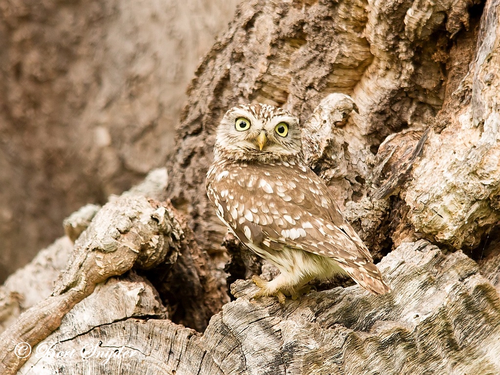 Little Owl Birding Portugal