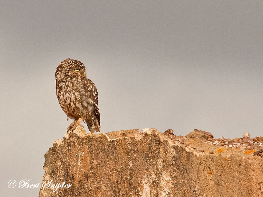 Little Owl Birding Portugal