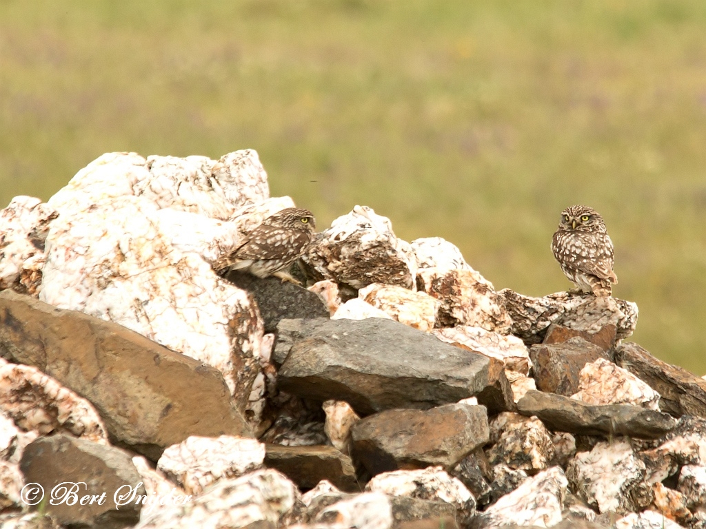 Little Owl Birding Portugal