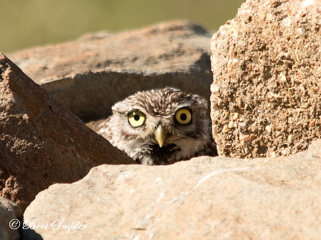 Little Owl Birding Portugal