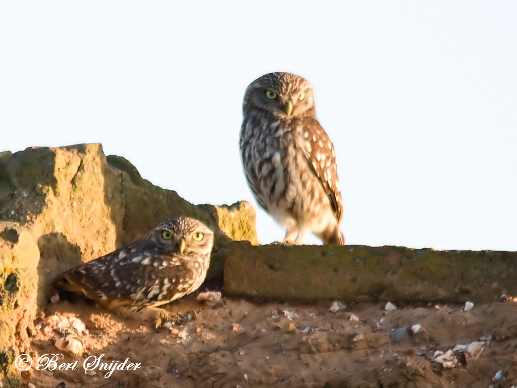 Little Owl Birding Portugal