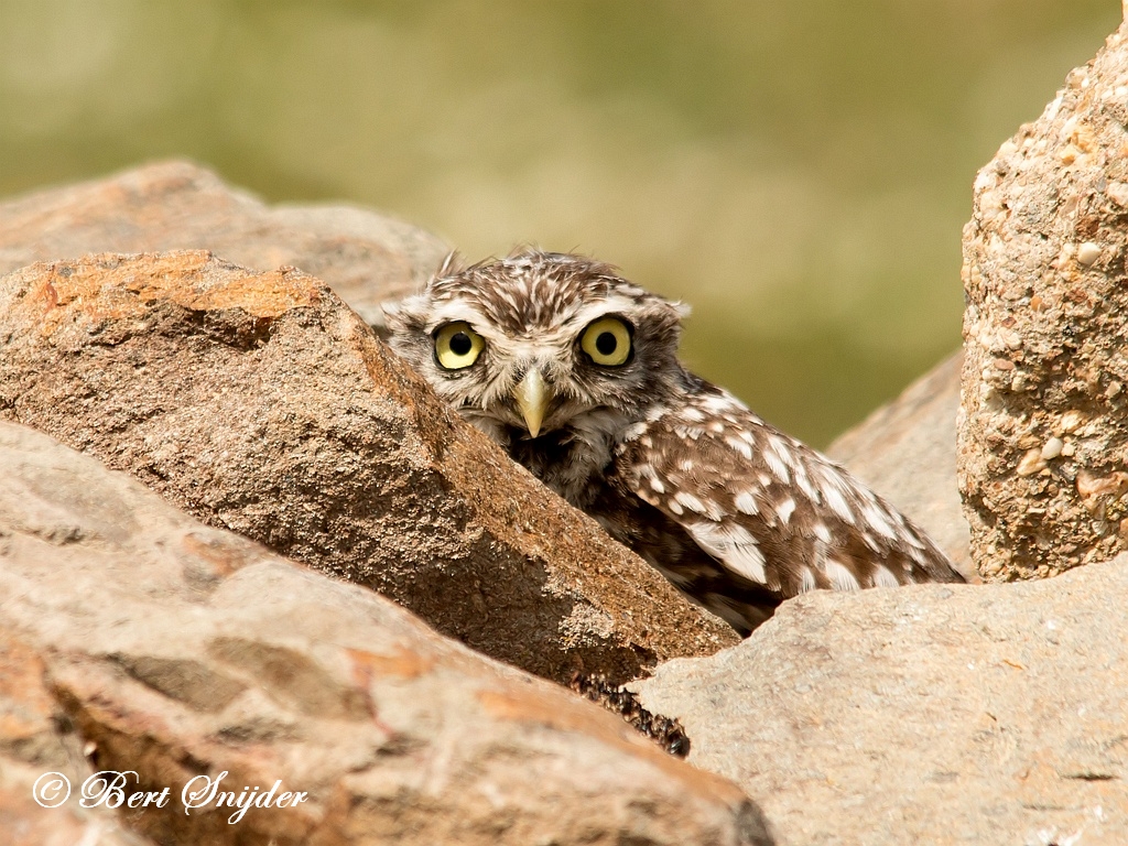 Little Owl Birding Portugal