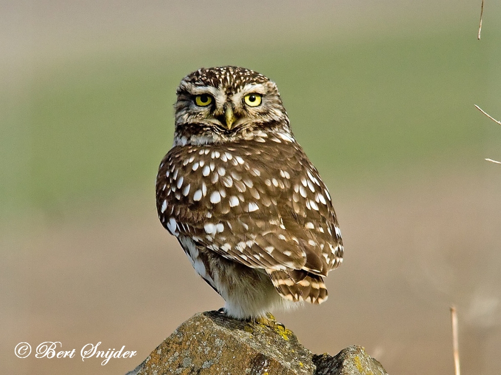 Little Owl Birding Portugal