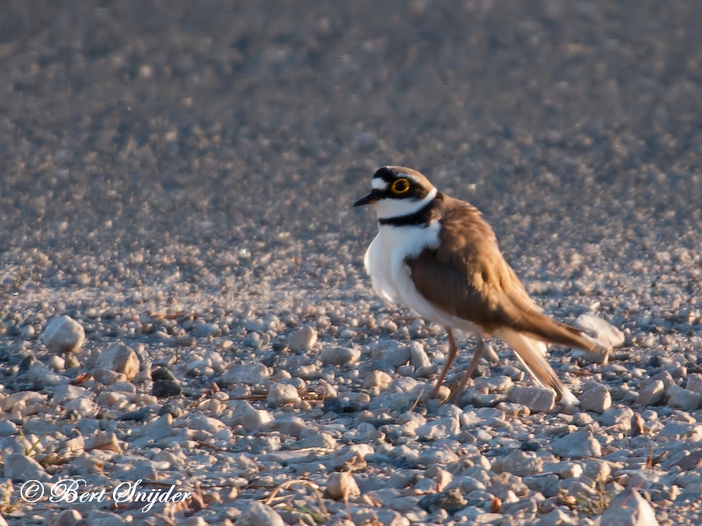 Little Ringed Plover Birding Portugal