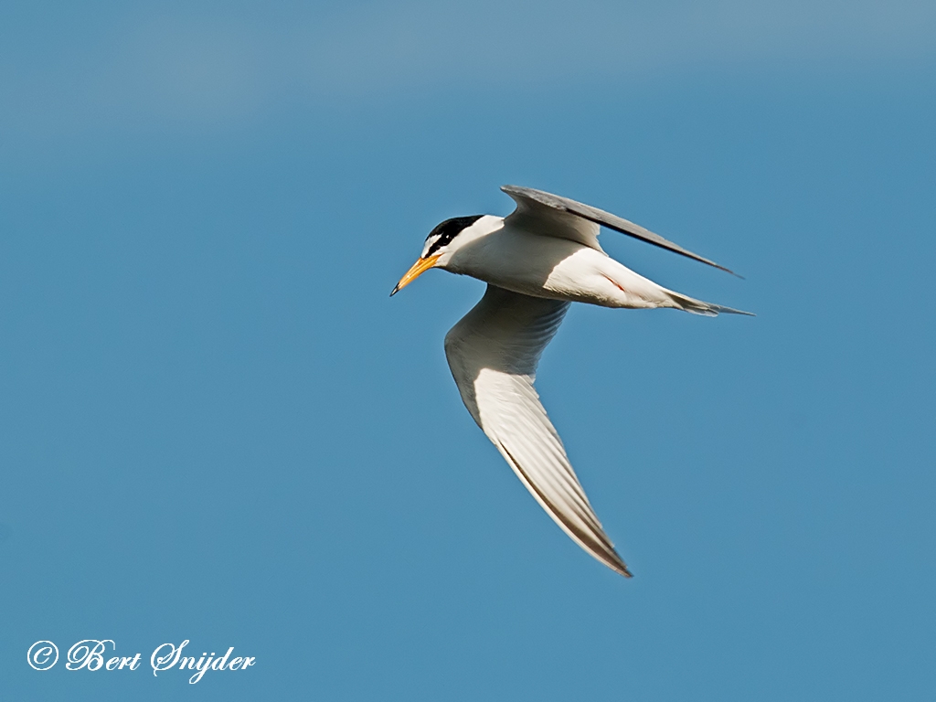 Little Tern Birding Portugal