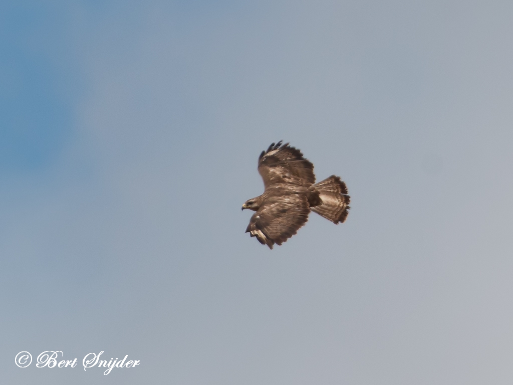 Long-legged Buzzard Birding Portugal