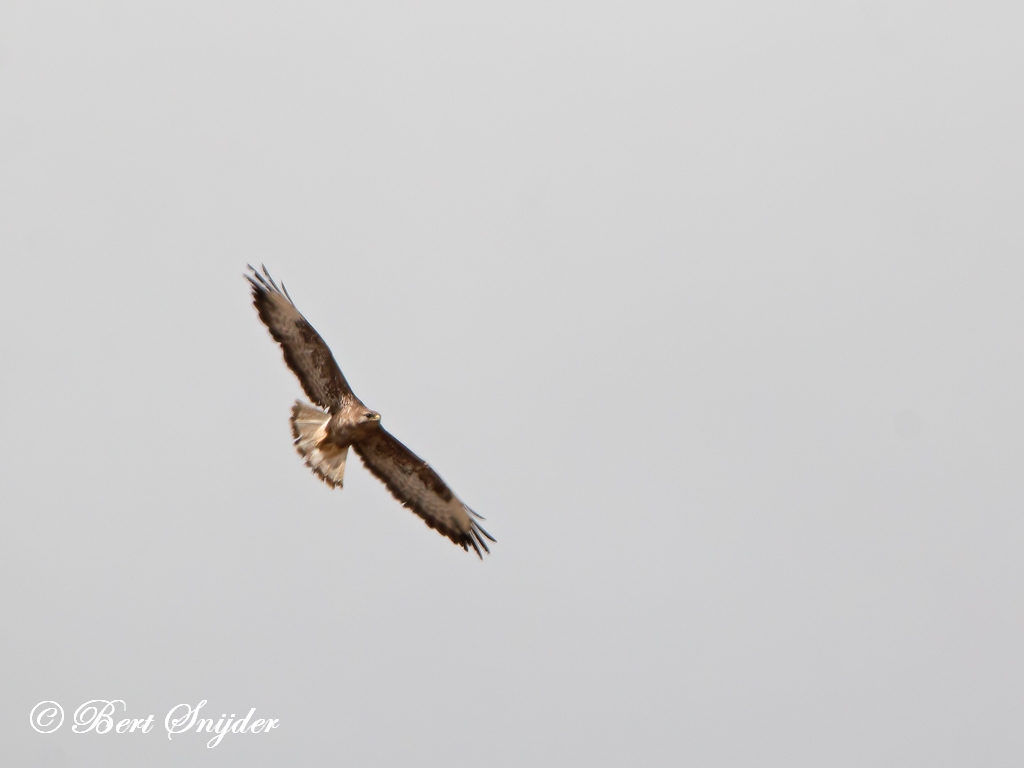 Long-legged Buzzard Birding Portugal