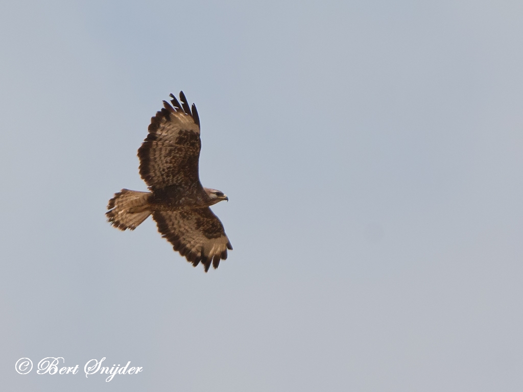 Long-legged Buzzard Birding Portugal