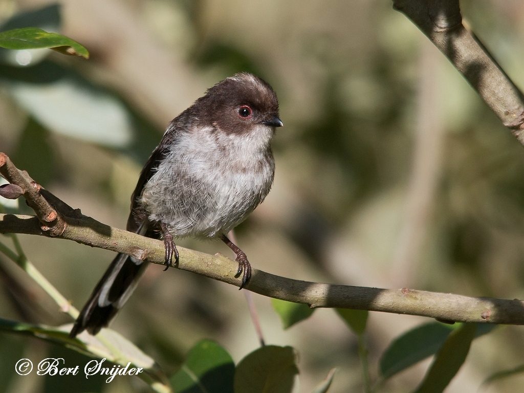 Long-tailed Tit Birding Portugal