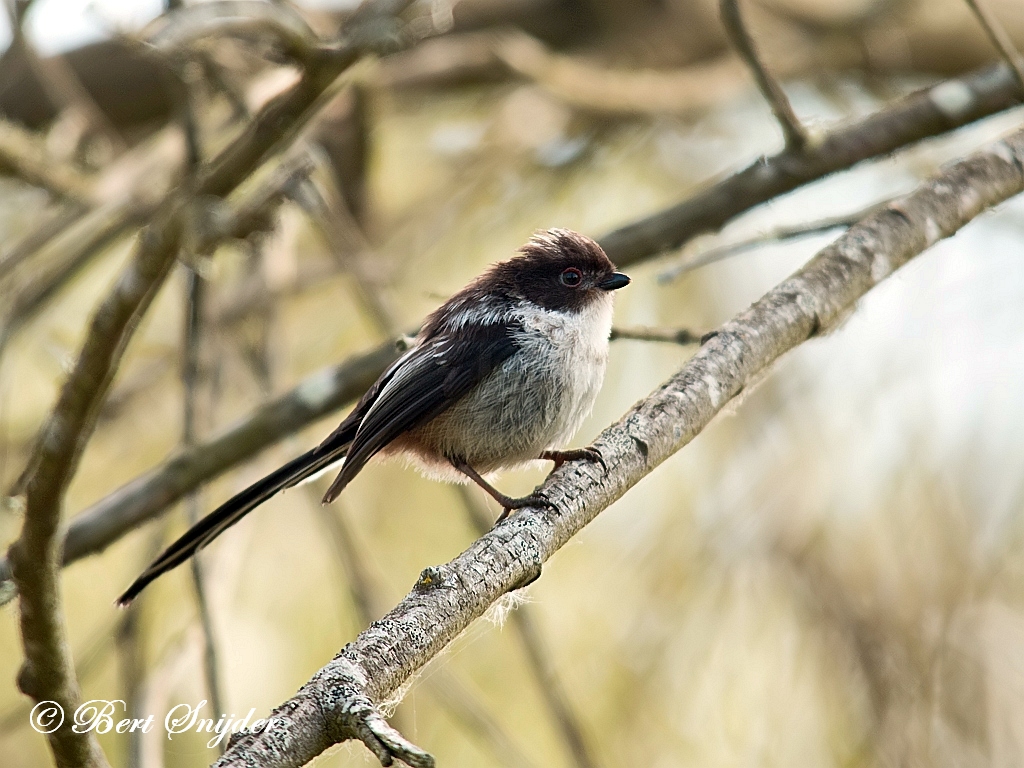 Long-tailed Tit Birding Portugal